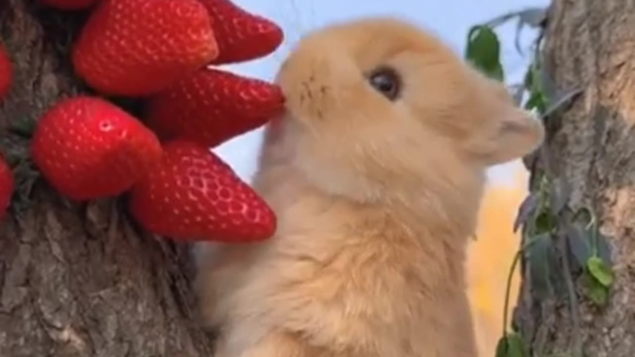 Rabbit eat different type food