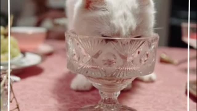 Cats - Cute and Funny Cat Videos Compilation