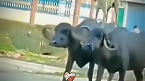 Funny video