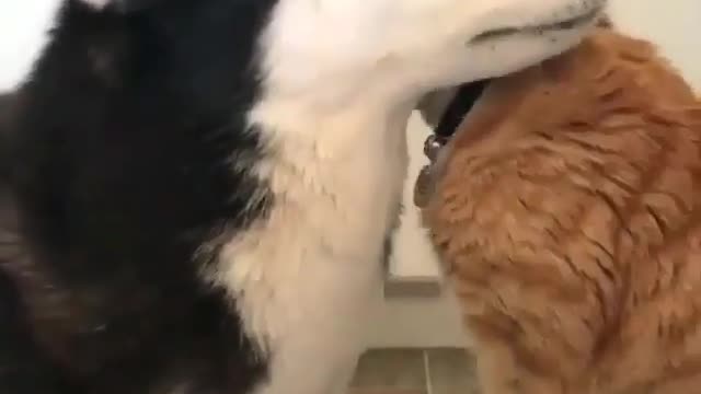 Big dog and little cat.