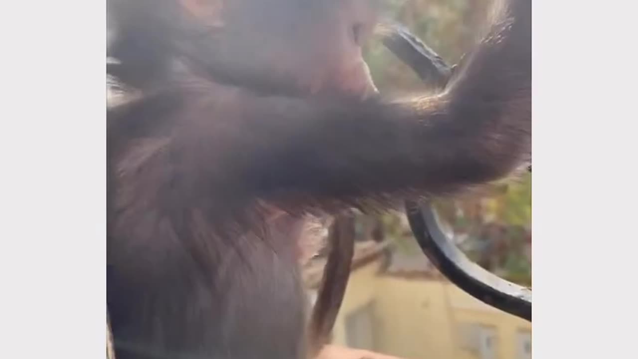 funny cute baby monkey