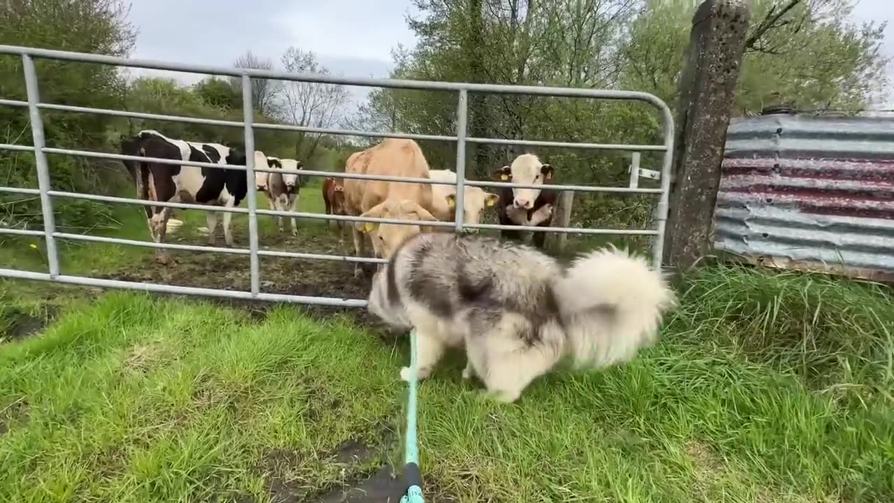 Husky Reacts To Cows For The First Time! Size Matters!!