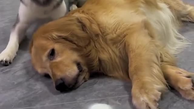 #dog#Thank you for attention#