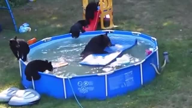 These Furry Little Guys Can "Bearly" Wait For The Holiday Weekend