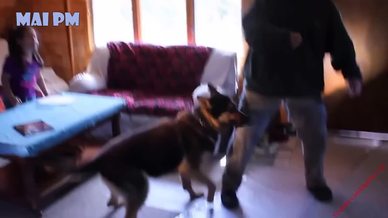 How a Dog can be used to Protect a Baby. Its a delight ! You need to watch it.