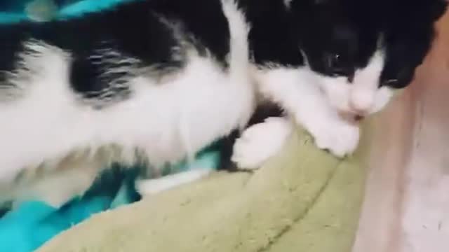 Rescue kitten Jon our little Lord commander
