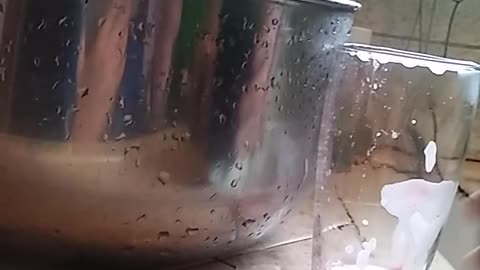 FOOD COLORING SCIENCE