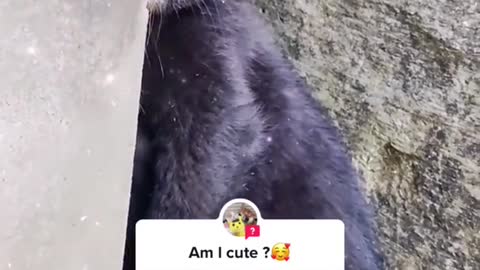 Do you love me?