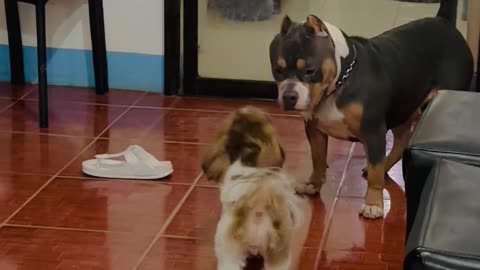 Little Dog Wants to Play