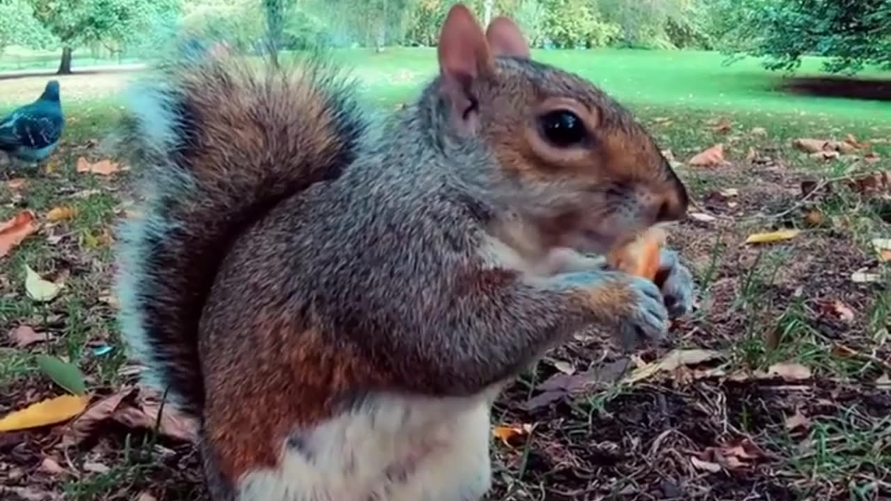 The Funny Squirrel