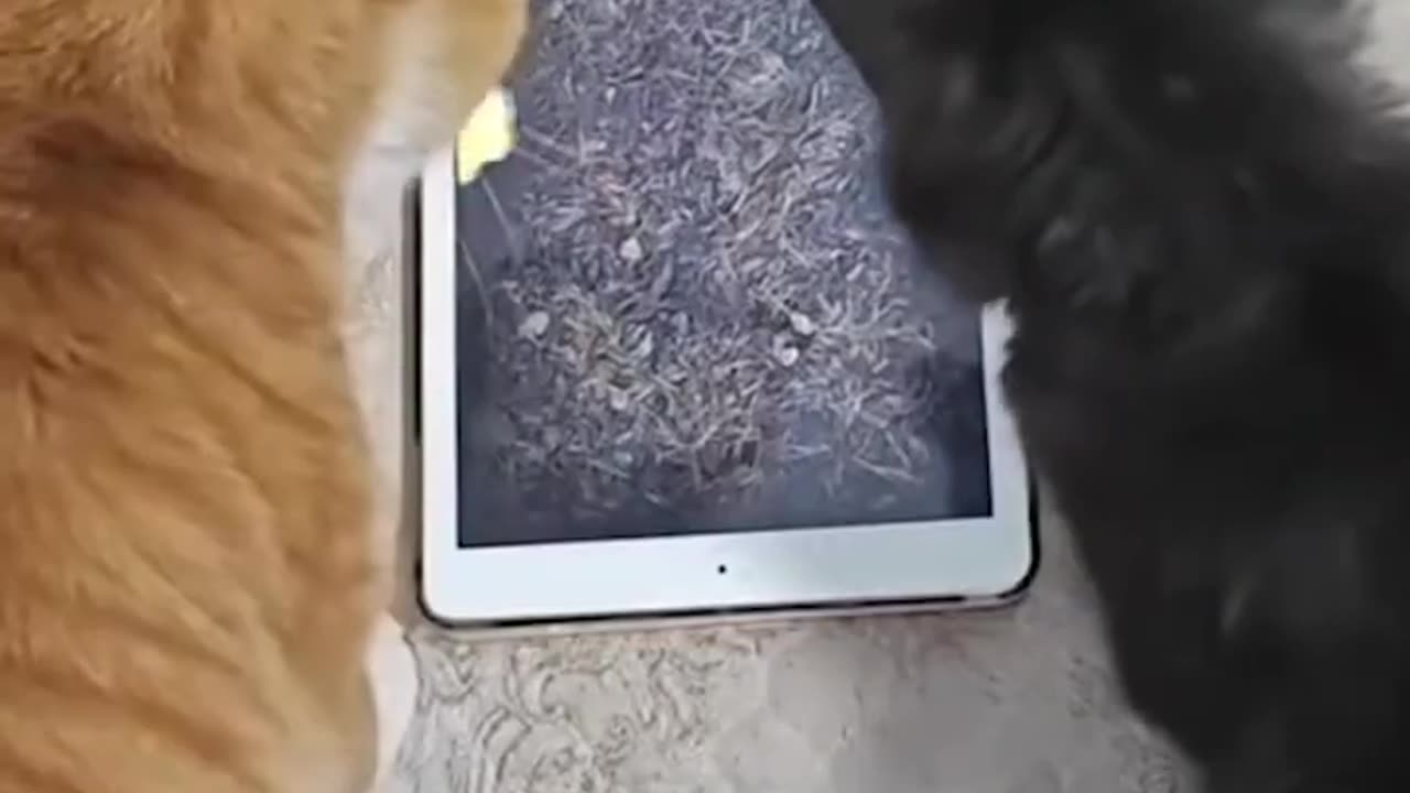 Cats and Dogs Funny Shorts 😂