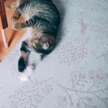 Crazy and fun 🙀😸