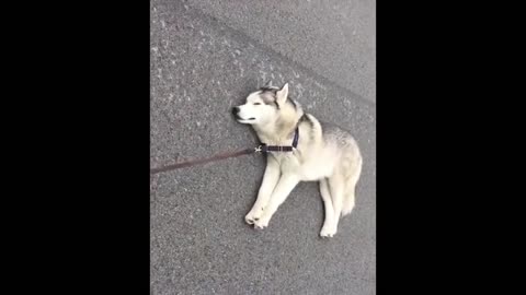 Cute Husky refusing to go with the owner