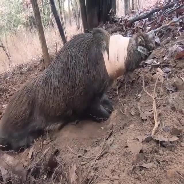 Handcrafted wild boar hunting youve never seen before