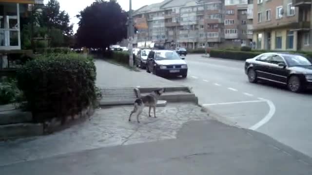 Perro "canta" junto con una ambulancia que pasa