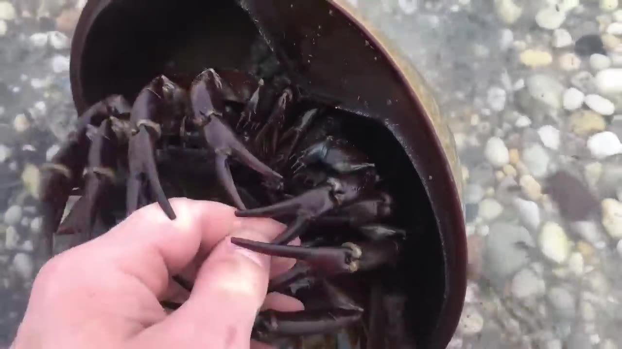 Are horseshoe crabs dangerous