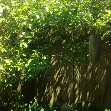 1.11.2024 Out of Control Kuranda (1)