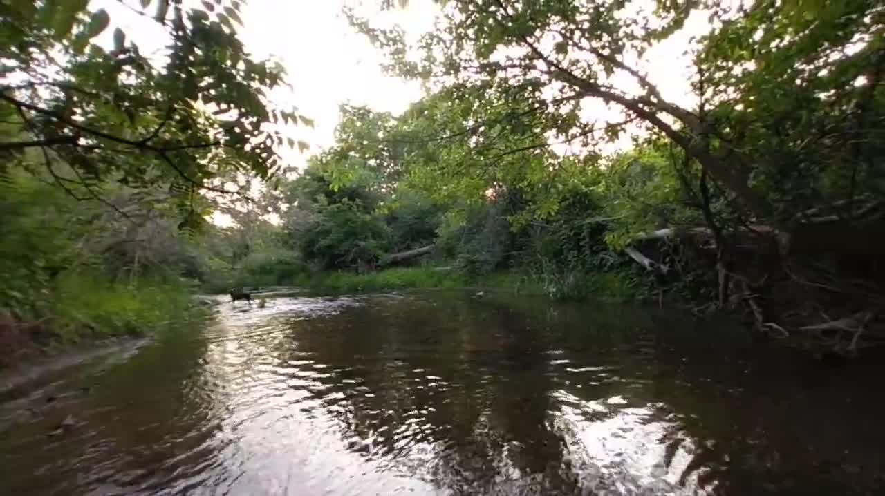 VR River walk Lilly our dog jumping and splashing in Creek