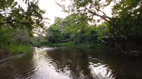 VR River walk Lilly our dog jumping and splashing in Creek