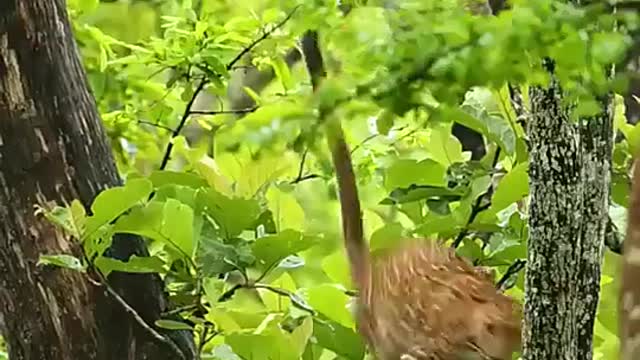 HD jungle book |⛺ tent life kyon hai| Discovery channel| wildlife sanctuary| wildlife conservation|