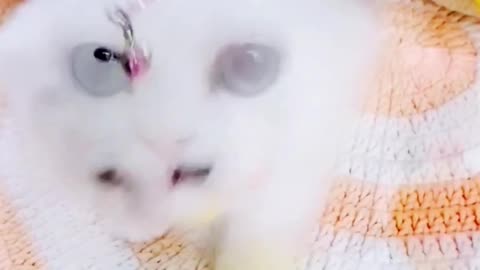 very cut funny kitten