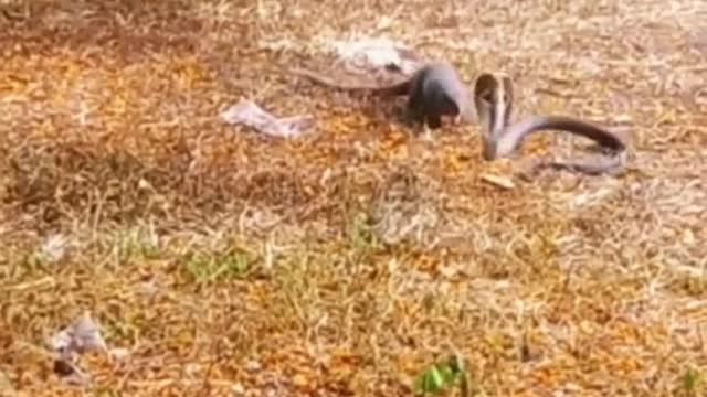 King cobra Vs Mongoose Part 3 #wildanimals #kingcobra #mongoose #animals