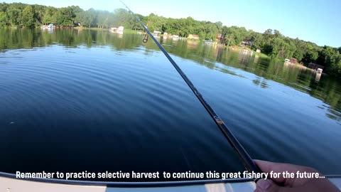 Crappie Fishing with Wild Urban Wiggle Tails | Hmong Fishing Facebook Group | Metro Lake