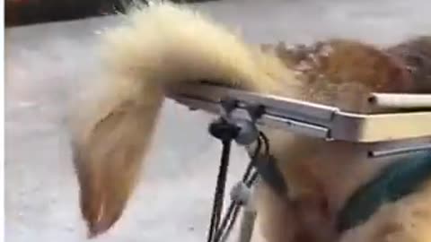 MAN MAKES A WALKING DEVICE FOR HIS DISABLED FURRY FRIEND