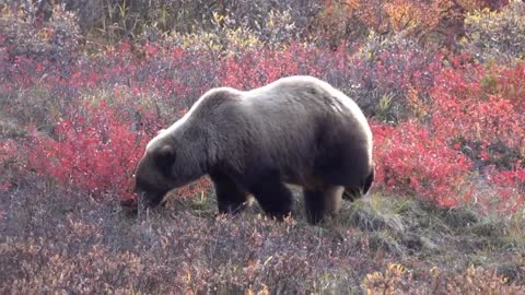 Grizzly Berry Picking