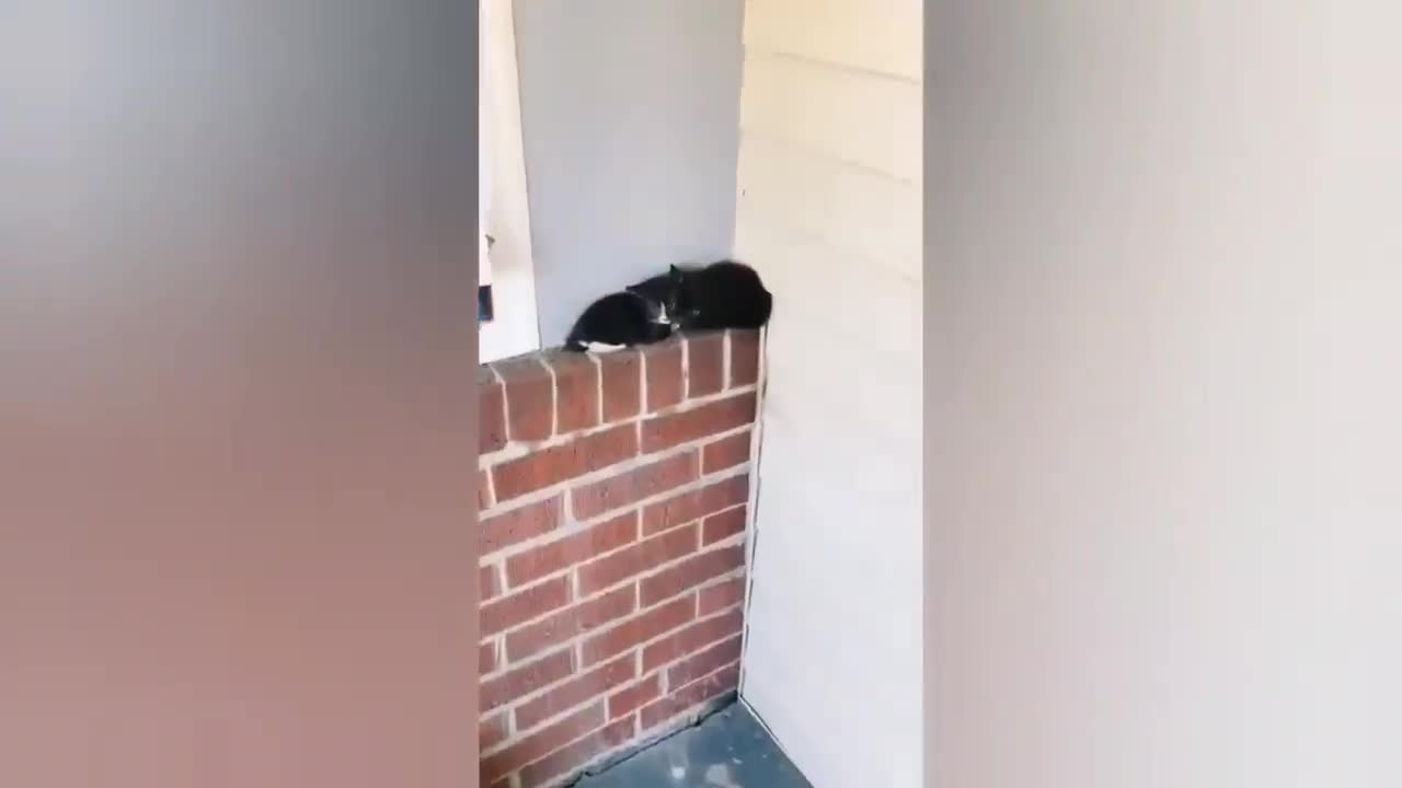 HOUR FUNNY CATS COMPILATION 2022😂_ Funny and Cute Cat Videos😸 ! - 075