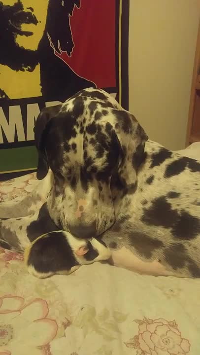 Gran Danés y cerdo de guinea comparten amistad única