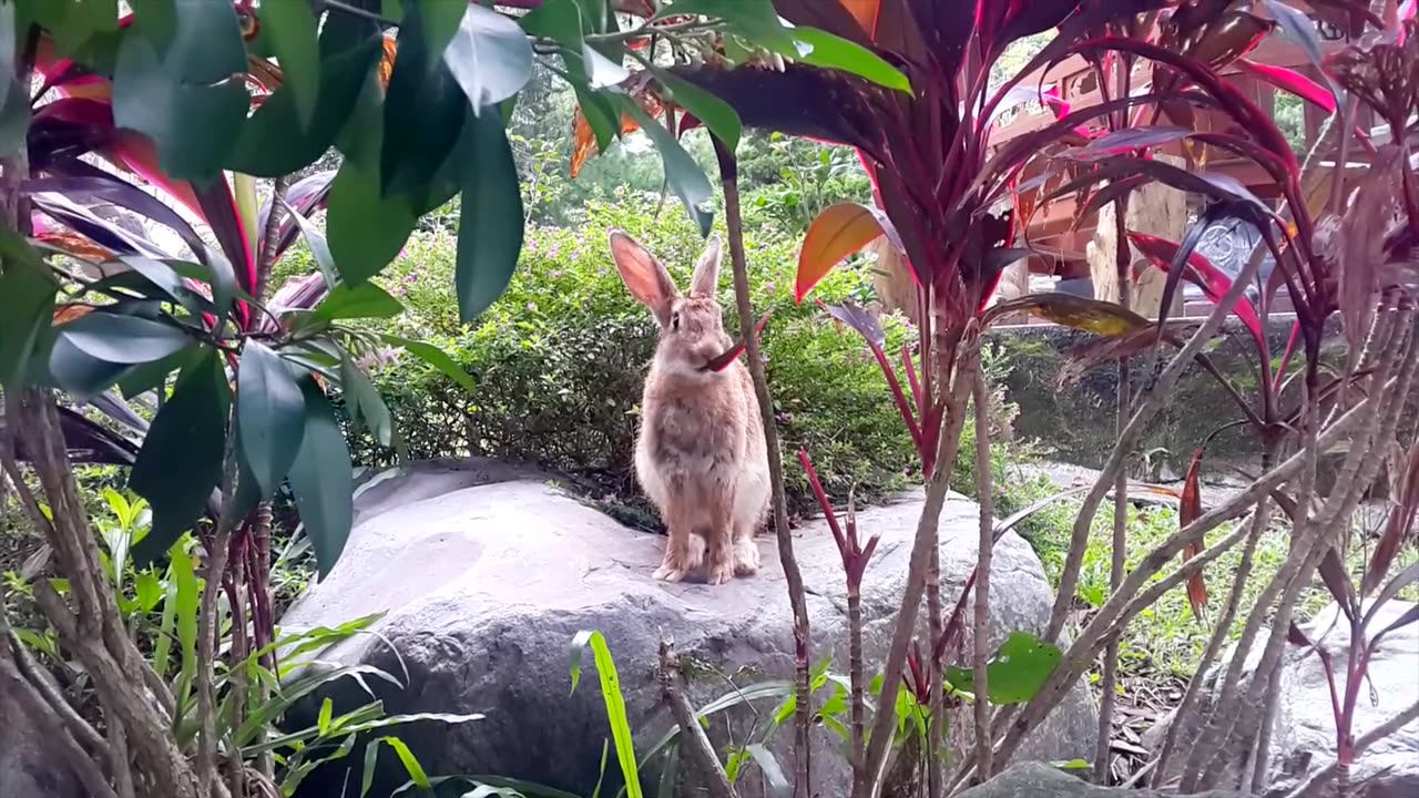 Funny Rabbit l Rabbit l wild animal l Rabbit video