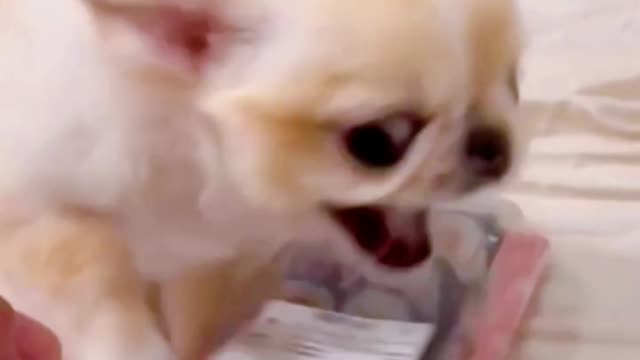 Too funny dogs 🐕 🤣🤣🤣