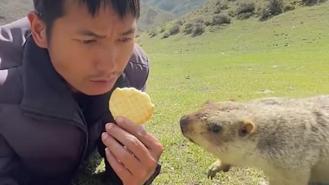 An unexpected friendship of a man and a beaver!