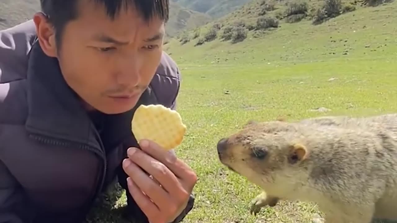 An unexpected friendship of a man and a beaver!