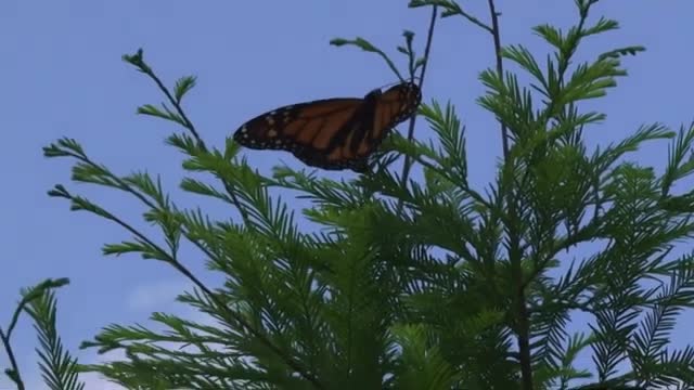 229_Fall monarch butterfly migration in the Smokies