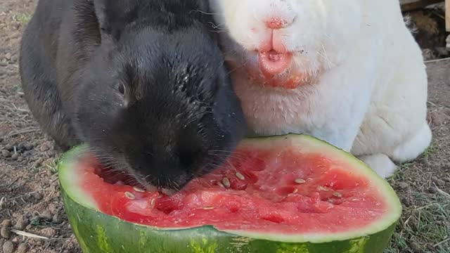 Adorable Bunnies Eat Watermelon Together