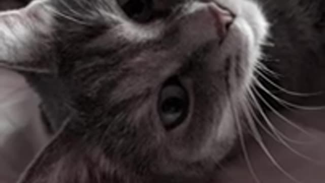 cat short video status cat short video funny cat short video song cat short video tiktok