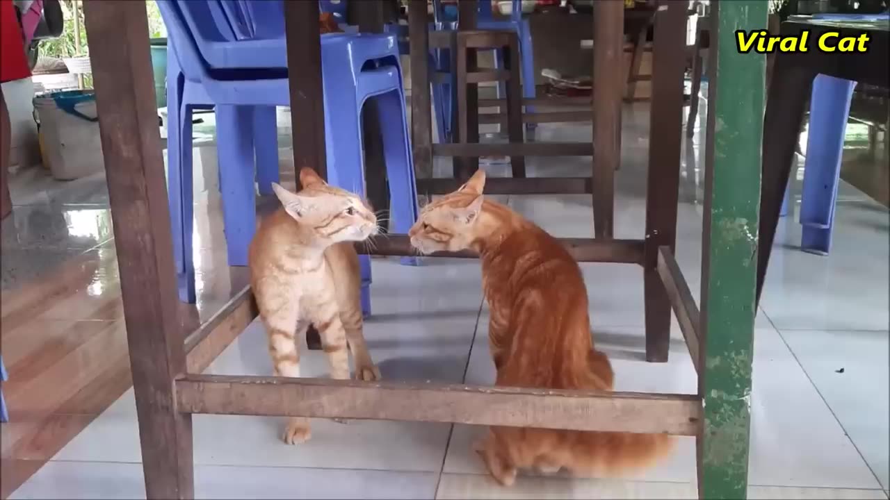 Cats Fighting and Meowing - These Two are Bloody Brothers _ Viral Cat