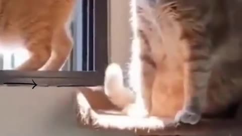 Funniest Cats And Dogs Video #shorts