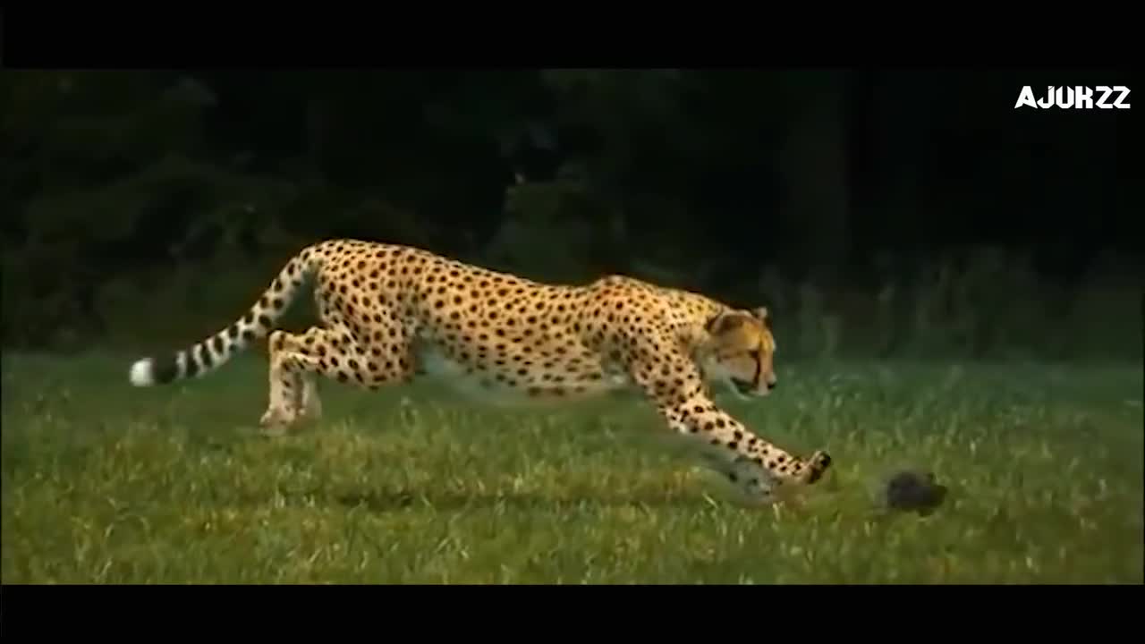 jaguar speed with motivation