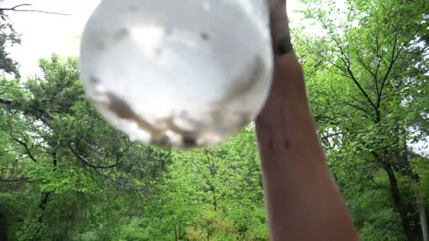 Baby Snapping Turtle vs Crayfish20