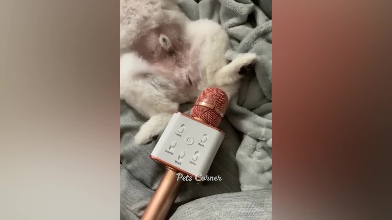 Funniest Animals π Best Funny Cats and Dogs πΊπΆ