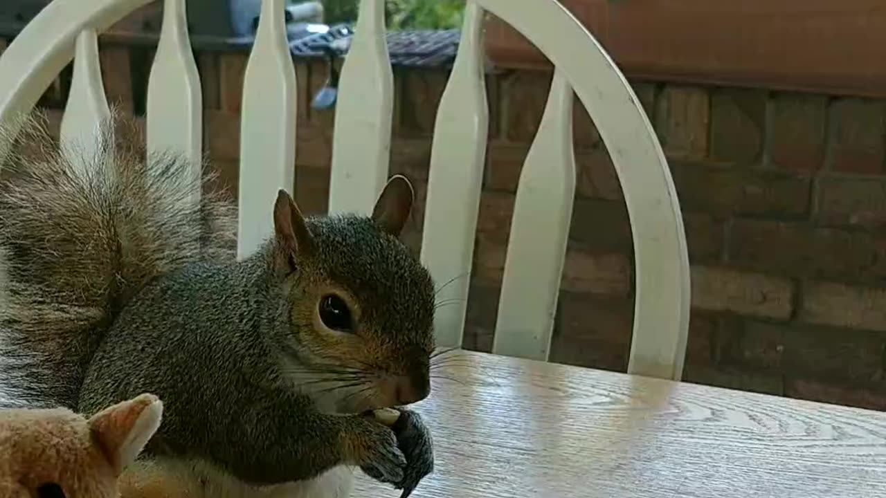 Mika The Squirrel 🐿️🐿️🐿️😍