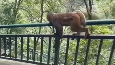 Monkey Funny video