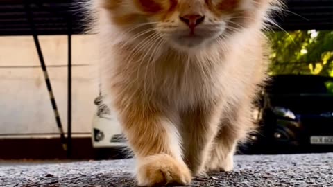 Slow Motion cute kitten