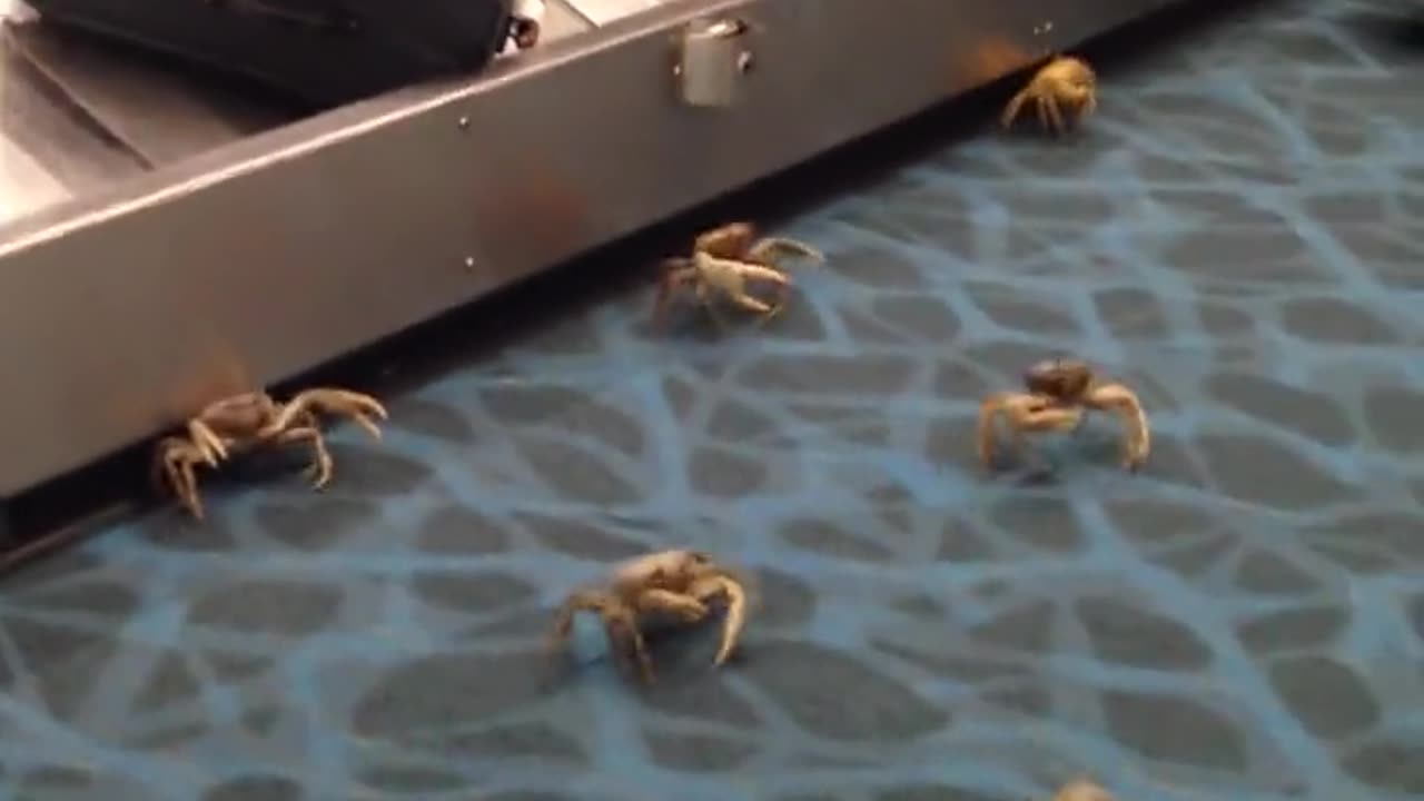 Box of Crabs At The Airport