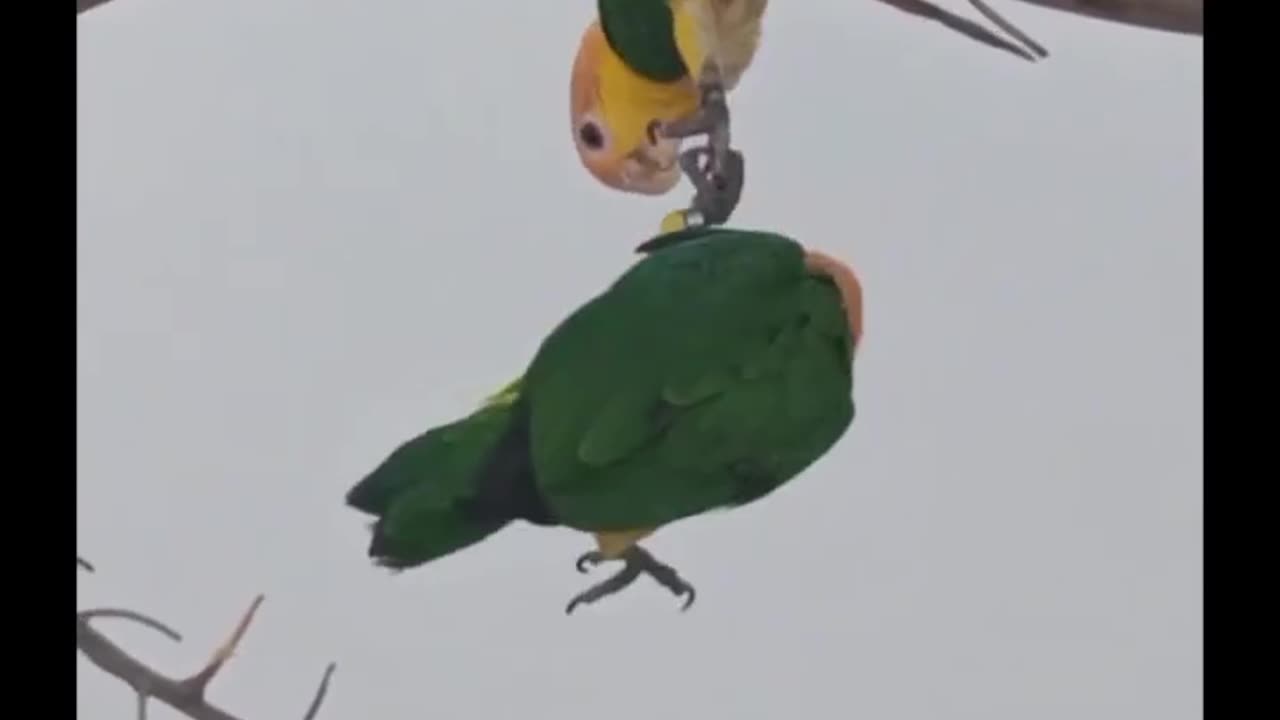 #funny video reels parroto the FUNNIEST Parrots __ best