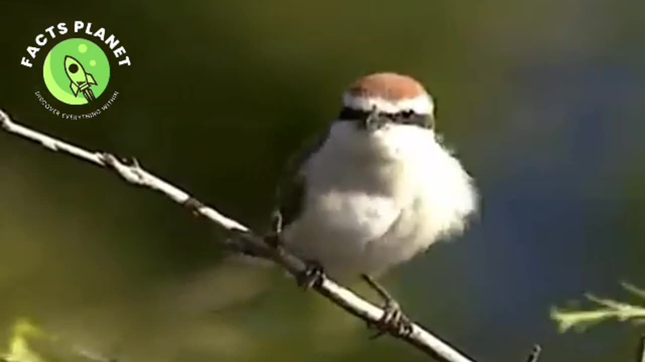 Amazing Bird