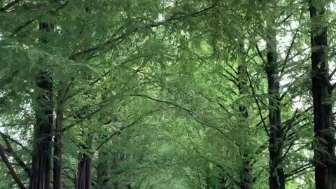 Metasequoia-gil (Garosu-gil) in Damyang, Korea